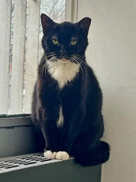 ELSA - Domestic Short Hair available for adoption