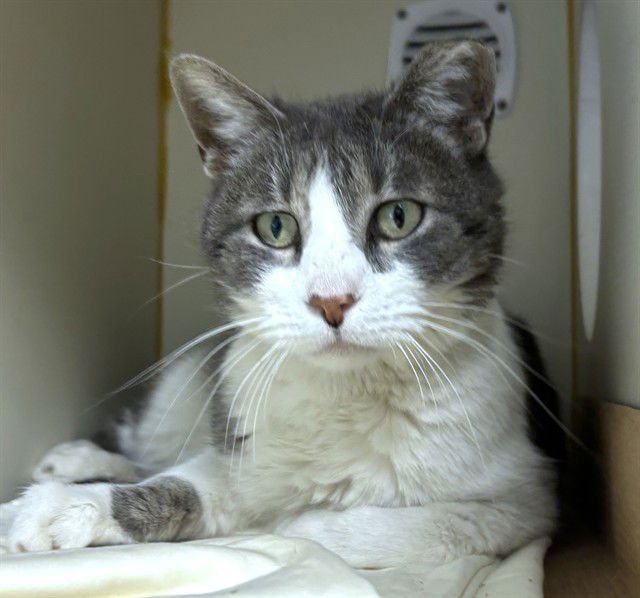 HAZEL - Domestic Short Hair available for adoption