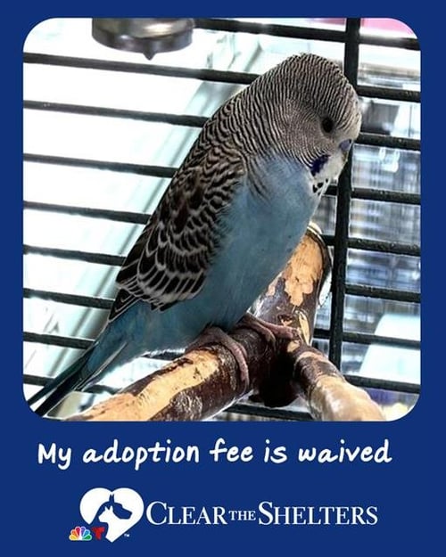 JOE - Parakeet - Other available for adoption
