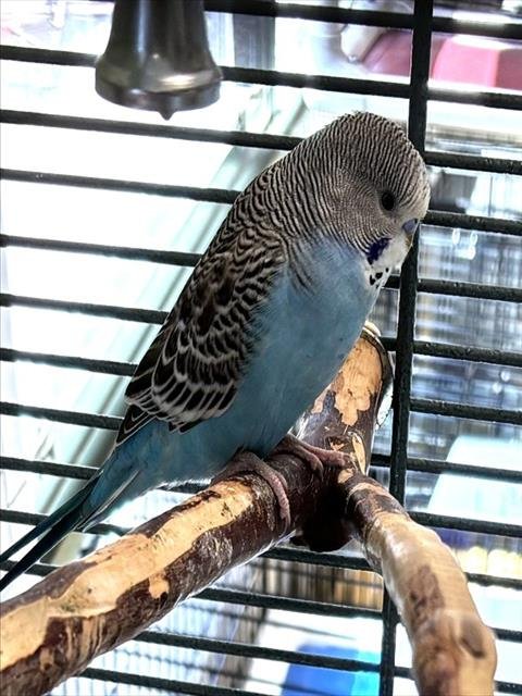 JOE - Parakeet - Other available for adoption