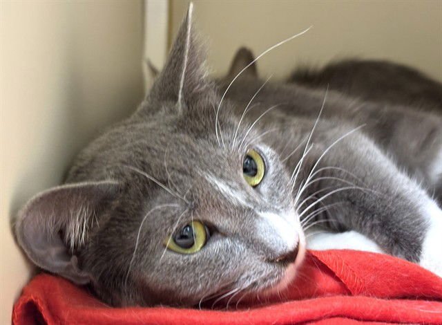 ESTRELLA - Domestic Short Hair available for adoption