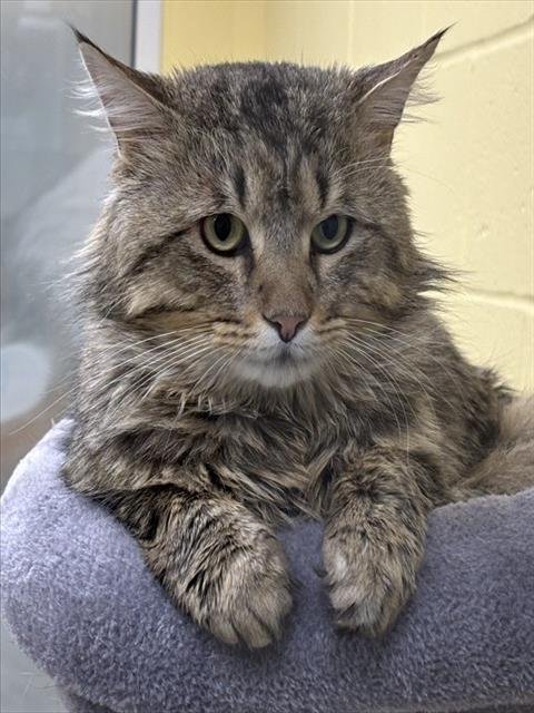 BOOKMARK - Domestic Long Hair available for adoption