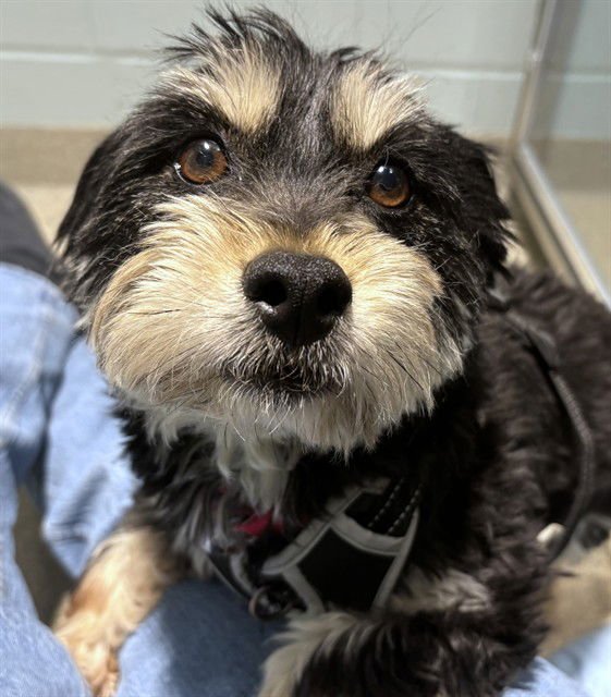 KOBE - Yorkshire Terrier Yorkie available for adoption