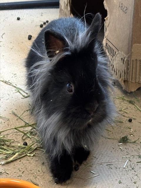 COSMOS - Lionhead available for adoption