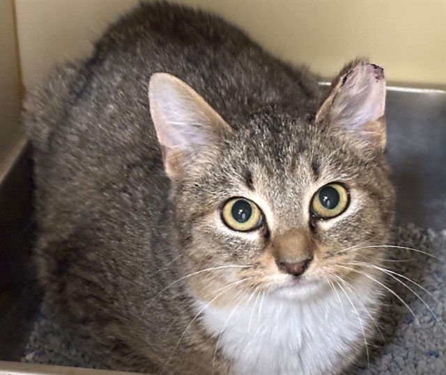 ZIPLINE - Domestic Short Hair available for adoption