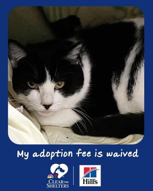CRICKET - Domestic Short Hair available for adoption