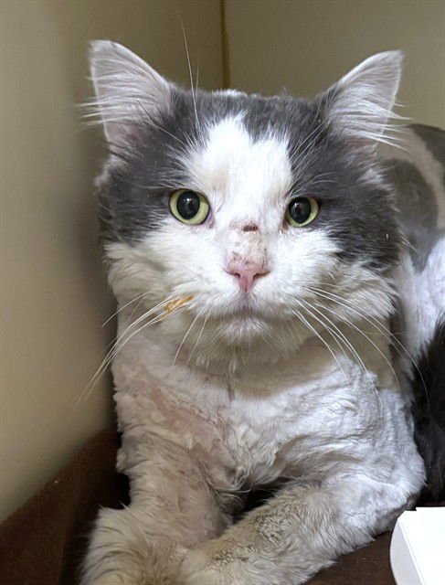 BOB - Domestic Short Hair available for adoption