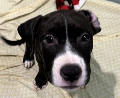 FRANCINE - Staffordshire Bull Terrier available for adoption