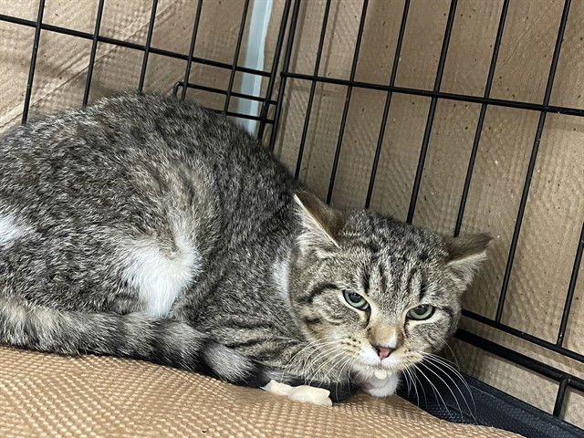 MADEIRA - Domestic Short Hair available for adoption