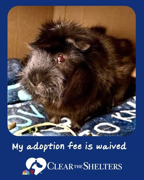 DOTS - Guinea Pig available for adoption