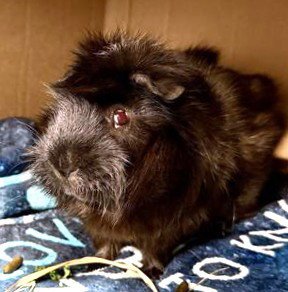 DOTS - Guinea Pig available for adoption