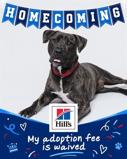 MANNY - Plott Hound available for adoption
