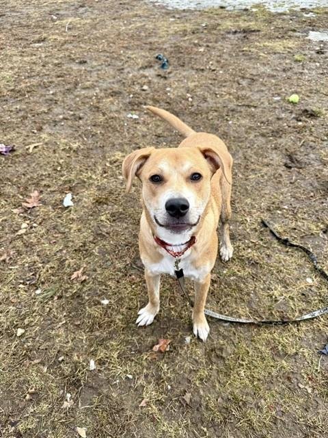 GEORGIA - Labrador Retriever available for adoption