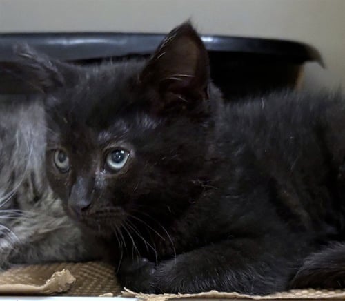 MARS - Domestic Short Hair available for adoption