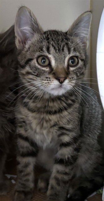 RUSTY - Domestic Short Hair available for adoption