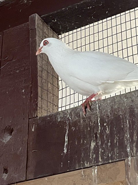 GARY COOPER - Pigeon available for adoption