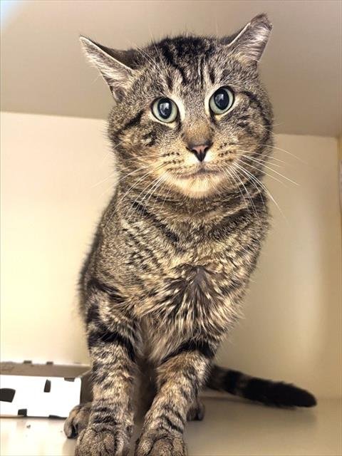 CHARLES - Domestic Short Hair available for adoption