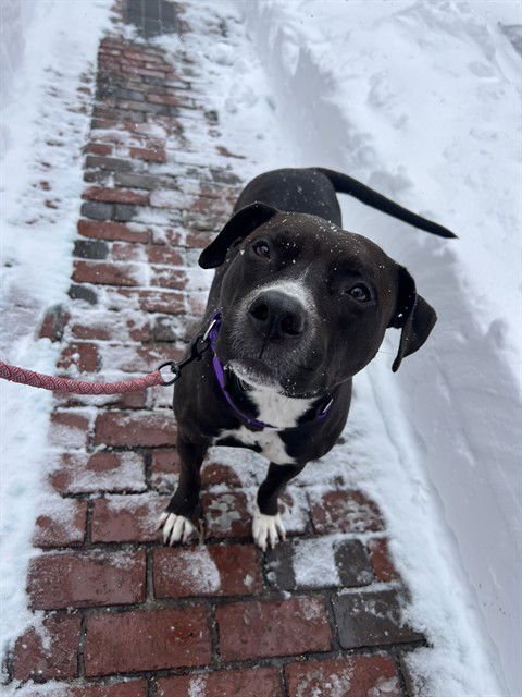 KESSIE - American Staffordshire Terrier available for adoption