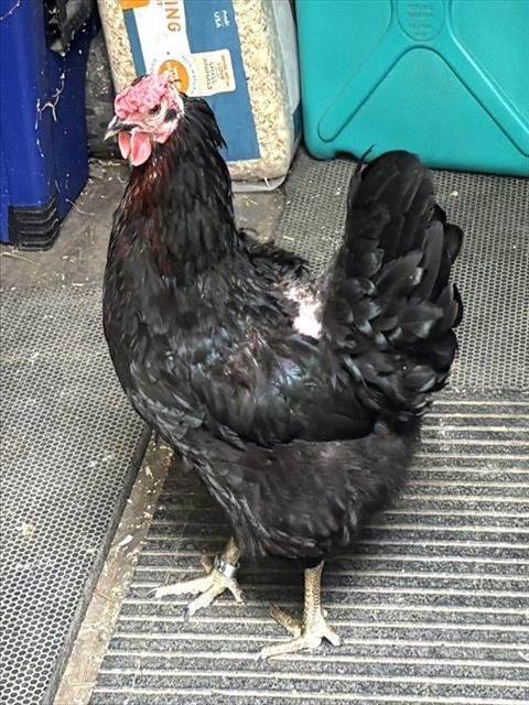 PALADINA - Chicken available for adoption