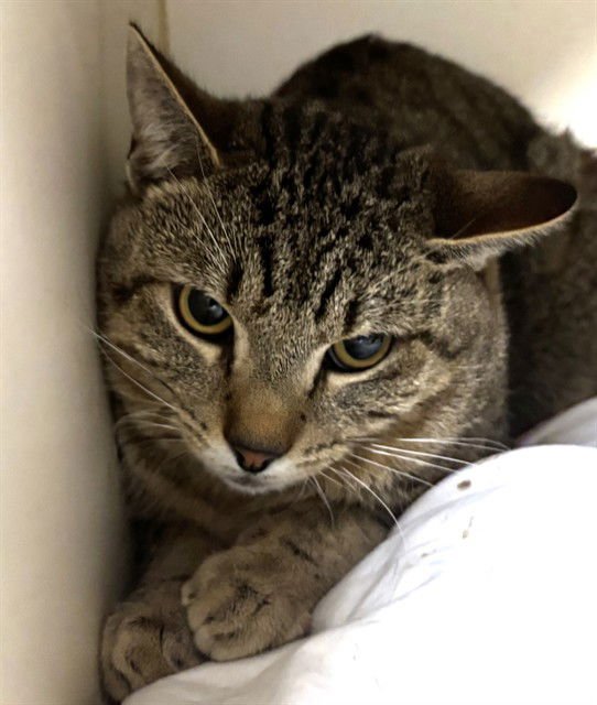 SID - Domestic Short Hair available for adoption