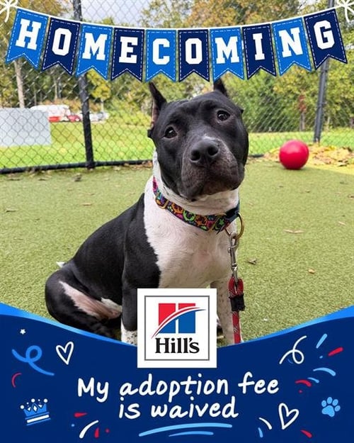 INDIA - Staffordshire Bull Terrier available for adoption