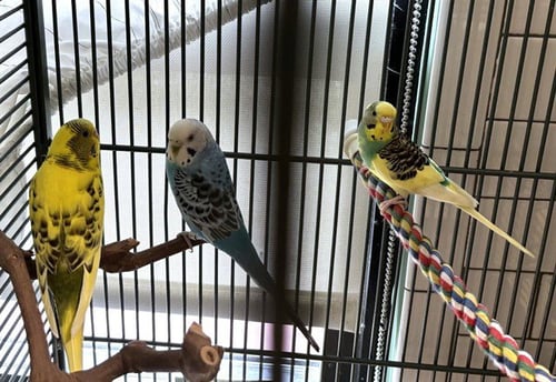 PEEPS - Parakeet - Other available for adoption