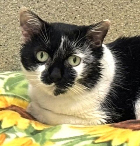 ZORA - Domestic Short Hair available for adoption