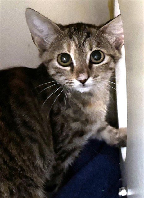 GROOT - Domestic Short Hair available for adoption