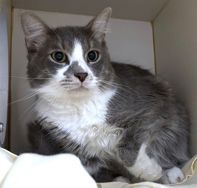 KOALA - Domestic Short Hair available for adoption