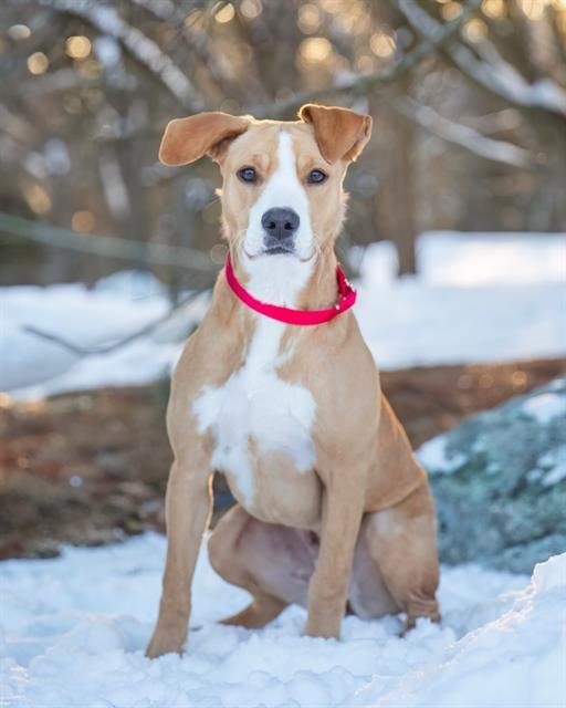 FRAN - Labrador Retriever available for adoption