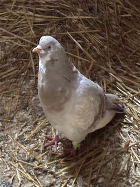 DAVID BYRDE - Pigeon available for adoption