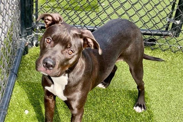 DOROTHY - Pit Bull Terrier available for adoption