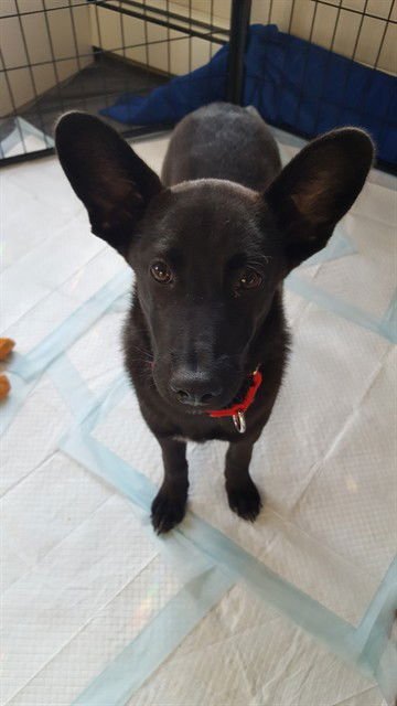 ENDORA - German Shepherd Dog available for adoption