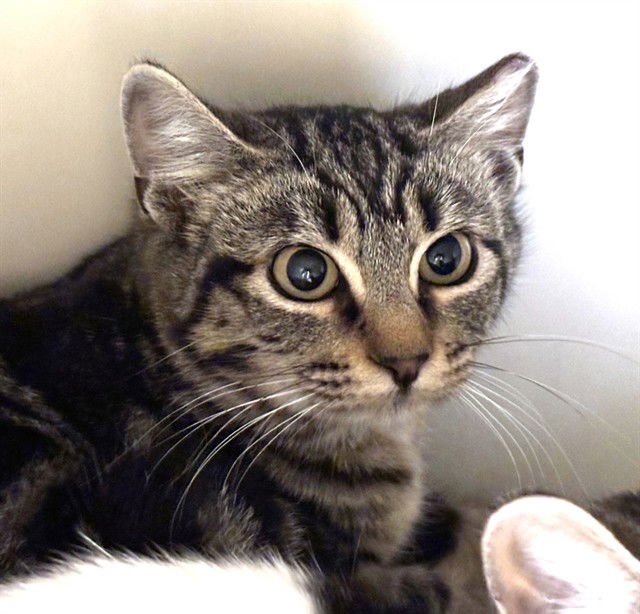 NOUGAT - Domestic Short Hair available for adoption