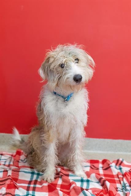 STELLA - Poodle (Standard) available for adoption