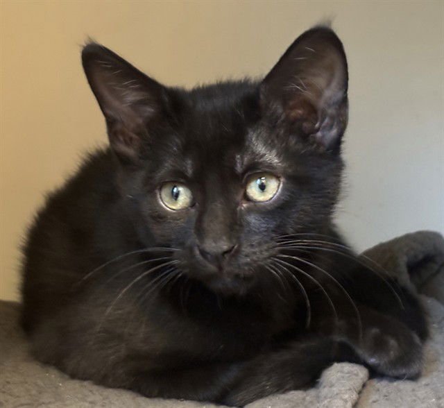 PETER - Domestic Short Hair available for adoption