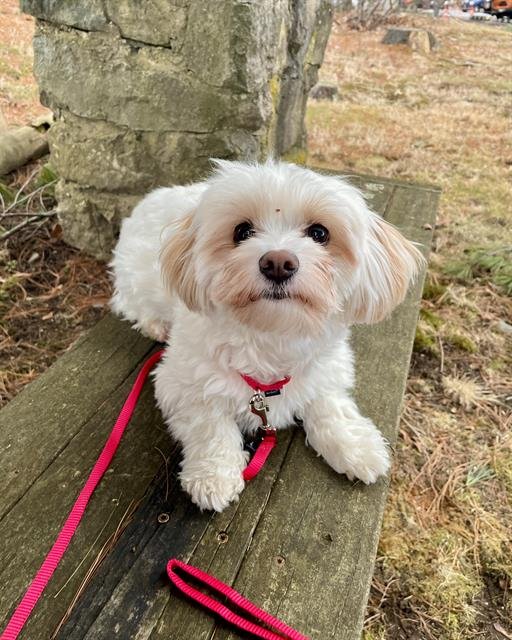 MAXIE - Maltese / Chihuahua available for adoption