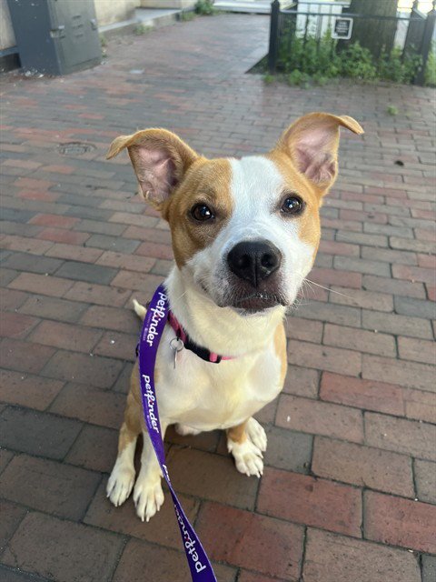 GIZMO - Staffordshire Bull Terrier available for adoption