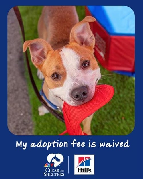 GIZMO - Staffordshire Bull Terrier available for adoption