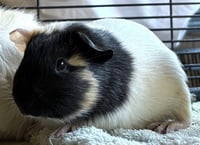 WONTON - Photo 1