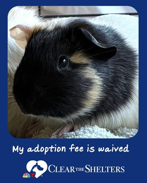 WONTON - Guinea Pig available for adoption