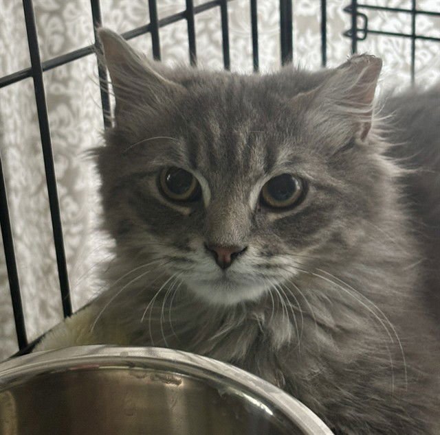 ANTONIO - Domestic Long Hair available for adoption