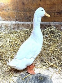 TIMMY - Photo 1