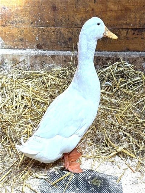 TIMMY - Duck available for adoption