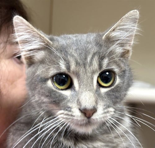 SWEETY - Domestic Short Hair available for adoption