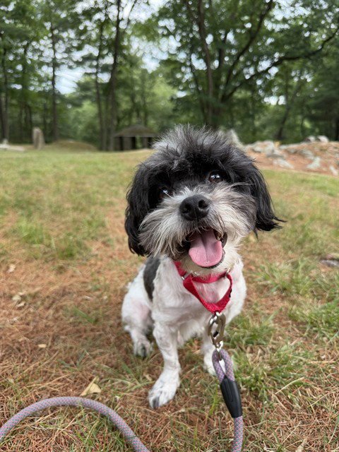 NENE - Shih Tzu available for adoption