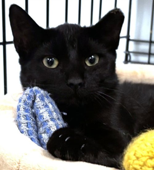 ABRAHAM - Domestic Short Hair available for adoption