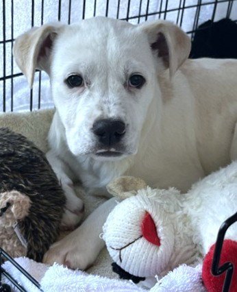 DESTIN - Labrador Retriever available for adoption