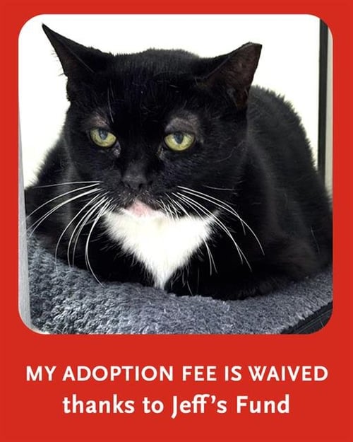 ELSA - Domestic Short Hair available for adoption