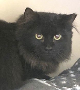 ETIENNE - Domestic Long Hair available for adoption